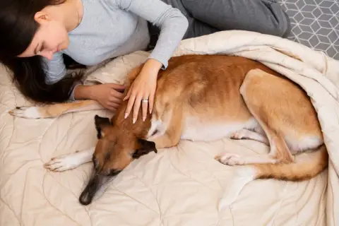 Mujer acaricia a su perro, que parece cansado. Mi perro no quiere comer y solo quiere dormir, acurrucado bajo una manta.