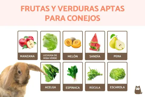 Un conejo adorable mira una tabla que muestra qué frutas pueden comer los conejos: manzanas, melón, sandía, pera, lechuga, acelga, espinaca, rúcula y escarola.