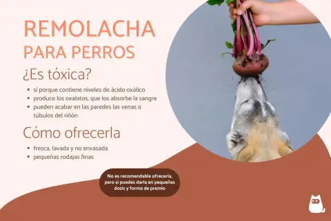 Un perro curioso intenta morder una remolacha fresca. Los perros pueden comer remolacha, pero con moderación.