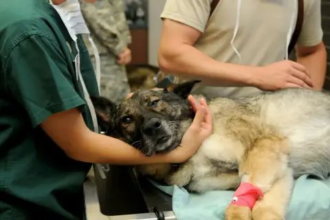 Veterinario acaricia a un perro con pata vendada, en un momento de calma antes de cumplir los requisitos para sacrificar un perro.