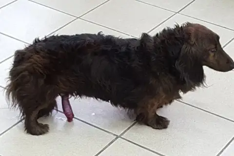Perro salchicha de pelo largo con el pene expuesto. Si te preguntas qué hacer cuando se le sale el pito al perro, busca ayuda veterinaria.