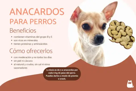 Un chihuahua mira atentamente. La imagen muestra que los perros pueden comer anacardos, con beneficios y cómo ofrecerlos.