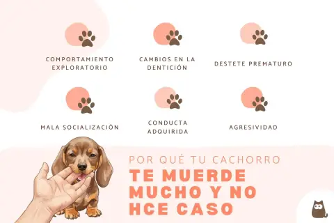 Un cachorro muerde mucho y no hace caso. El gráfico muestra las razones: comportamiento exploratorio, dentición, destete, mala socialización, conducta adquirida y agresividad.