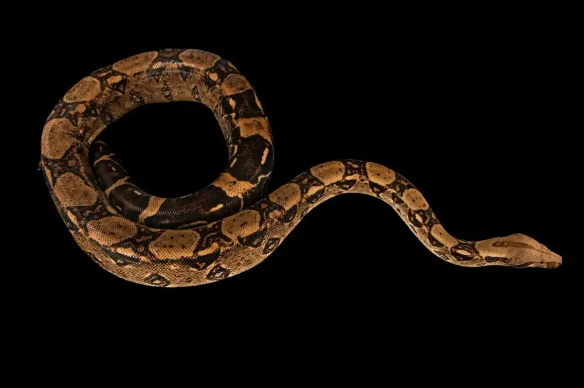 Boa constrictor amarilla - ¿Qué significa su color?