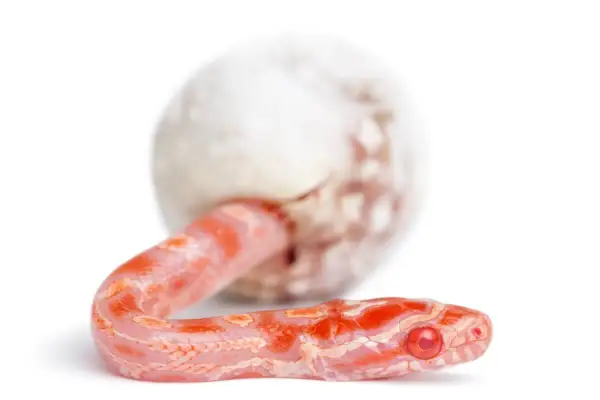 Una serpiente bebé rosada emerge de un huevo, mostrando cómo se reproducen las serpientes.