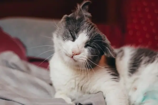 Gato blanco y gris se rasca la oreja con la pata, ojos cerrados y expresión de alivio.