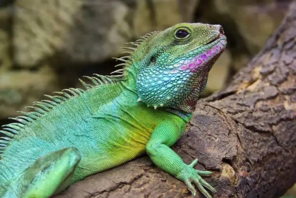 Un **dragón de agua** de escamas verdes y azules, con toques rosados en su cara, descansa sobre una rama.