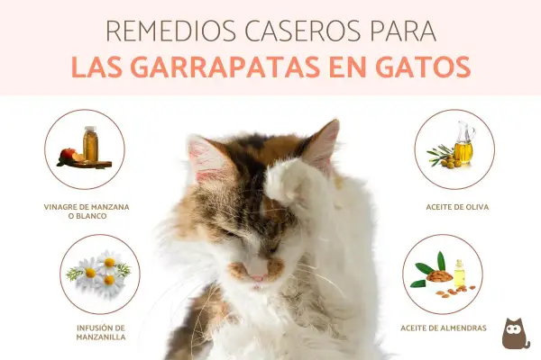 Gato con pata en la cara, rodeado de remedios caseros para eliminar garrapatas en gatos: vinagre, manzanilla, aceite de oliva y almendras.