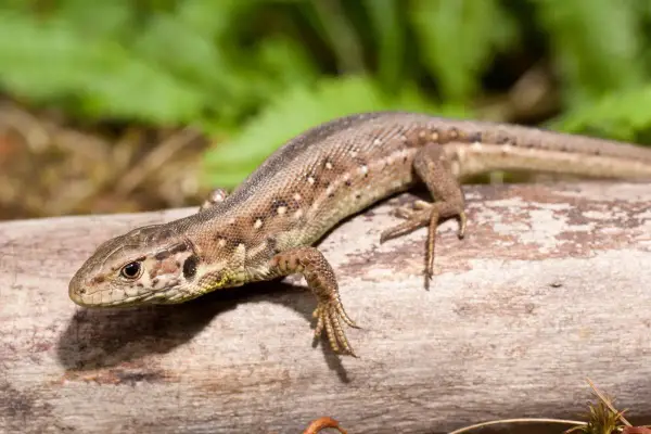 Lagartija de campo descansando sobre un tronco. ¿Cuanto vive una lagartija? Depende de la especie, pero suelen ser longevas.