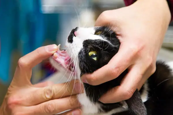 Gato blanco y negro con una herida en la comisura de la boca, examinada por manos.