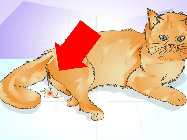 Gato naranja con una flecha roja apuntando a una herida o cicatriz en su costado, con sangre y líquido. Podría ser una cicatriz de gata castrada.