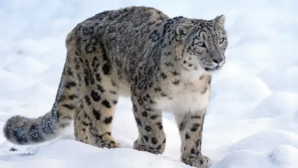 Leopardo de las nieves - ¿Qué come realmente?
